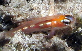 Masked/Glass Goby