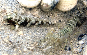 Orangespotted Goby - Nes longus