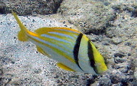 Porkfish - Anisotremus virginicus 