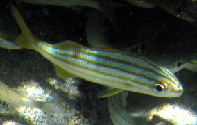 Smallmouth Grunt - Haemulon chrysargyreum