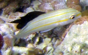 Tomtate Grunt - Haemulon aurolinaeatum 