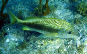 White Grunt - Haemulon plumierii