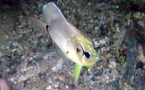 Butter Hamlet - Hypoplectrus unicolor