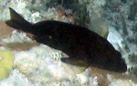 Hybrid Black Hamlet - Hypoplectrus sp.