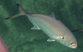 Blue Runner (Jack) - Caranx crysos