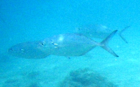 Blue Runner (Jack) - Caranx crysos