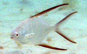 Palometa Jack