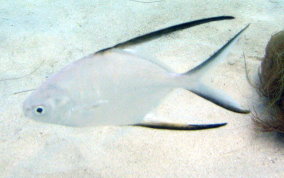 Palometa Jack / Great Pompano -Trachinotus goodei