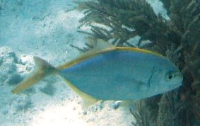 Yellow Jack - Caranx bartholomaei