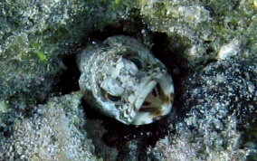 Mottled Jawfish - Opistognathus maxillosus