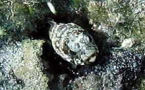 Mottled Jawfish - Opistognathus maxillosus