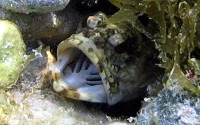 Mottled Jawfish - Opistognathus maxillosus