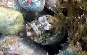 Mottled Jawfish