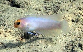 Yellowhead Jawfish - Opistognathus aurifronss