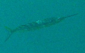 Ballyhoo - Hemiramphus brasiliensis