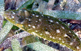 Bandtail Pufferfish - Sphoeroides spengleri