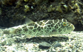 Cherckered Pufferfish - Sphoeroides testudineus