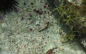 Harlequin Pipefish - Micrognathus crinitus