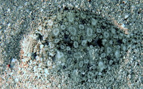 Eyed Flounder - Bothus ocellatus - USVI Caribbean