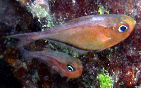 Glassy Sweeper - Pempheris schomburgki