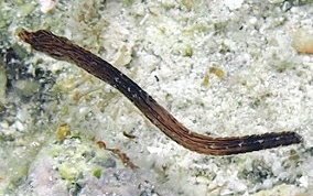 Harlequin Pipefish - Micrognathus crinitus