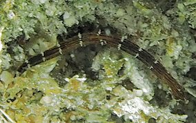 Harlequin Pipefish - Micrognathus crinitus