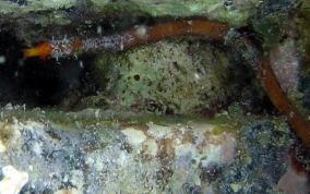 Harlequin Pipefish - Micrognathus crinitus