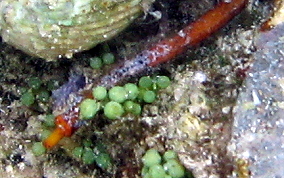 Harlequin Pipefish - Micrognathus crinitus