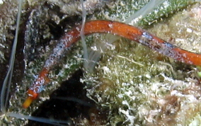 Harlequin Pipefish - Micrognathus crinitus