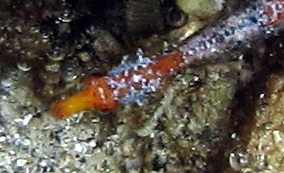 Harlequin Pipefish - Micrognathus crinitus