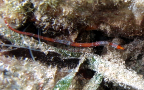 Harlequin Pipefish - Micrognathus crinitus