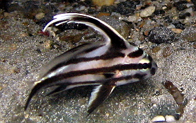 Highhat - Juvenile- Pareques acuminatus