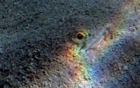 Inshore Lizardfish - Synodus foetens