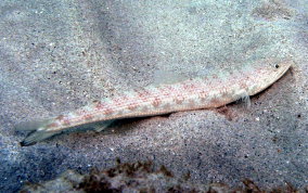 Inshore Lizardfish - Synodus foetens