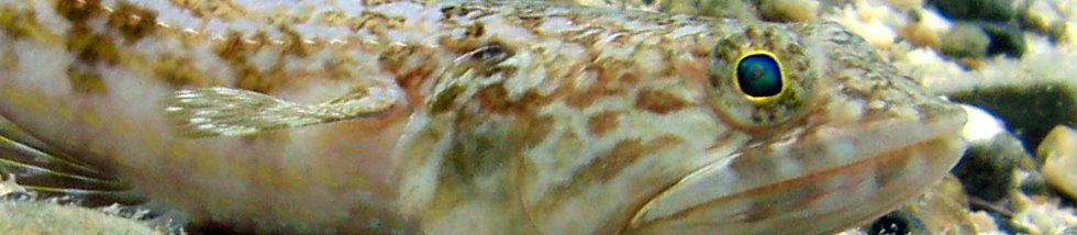 Sanddiver Lizardfish