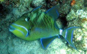 Queen Triggerfish - Balistes vetula