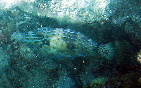 Scrawled Filefish - Aluterus scriptus