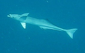 Sharksucker (Remora) - Echeneis naucrates