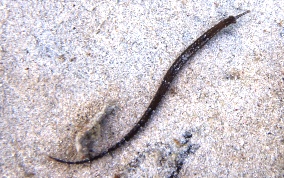 Shortfin Pipefish - Cosmocampus elucens