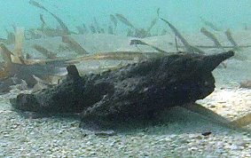 Shortnose Batfish -  Ogcocephalus nasutus