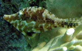 Slender Filefish - Monacanthus tuckeri