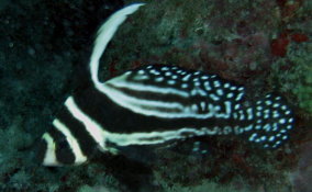 Spotted Drum - Equetus punctatus