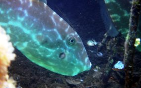Unicorn Filefish - Aluterus monoceros