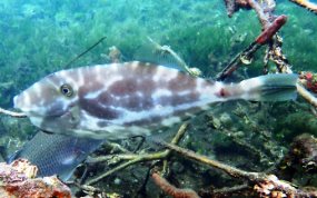 Unicorn Filefish - Aluterus monoceros