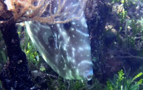 Unicorn Filefish - Aluterus monoceros
