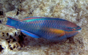 Princess Parrotfish - Scarus taeniopterus