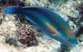 Princess Parrotfish - Scarus taeniopterus
