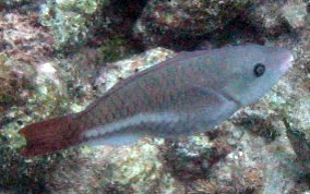 Queen Parrotfish - Scarus vetula