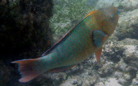 Rainbow Parrotfish