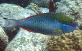 Redband Parrotfish